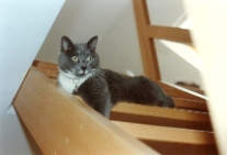 (1994-09) Clafouti est blesse